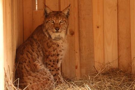 Maja Sever_17.4.2021_ZOIS_m